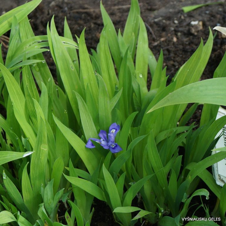 Iris lacustris (3)