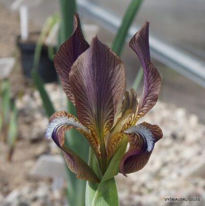 Iris lineata JJA 590.625 (2)