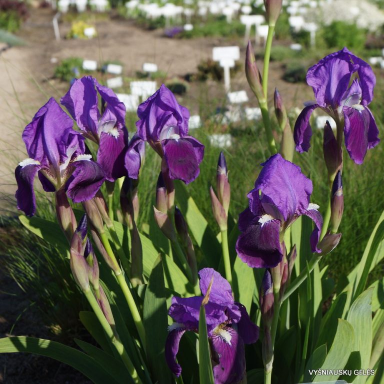 Iris marsica (3)