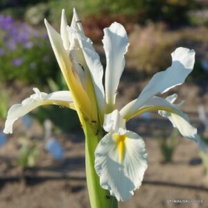 Iris orientalis (clone 2)