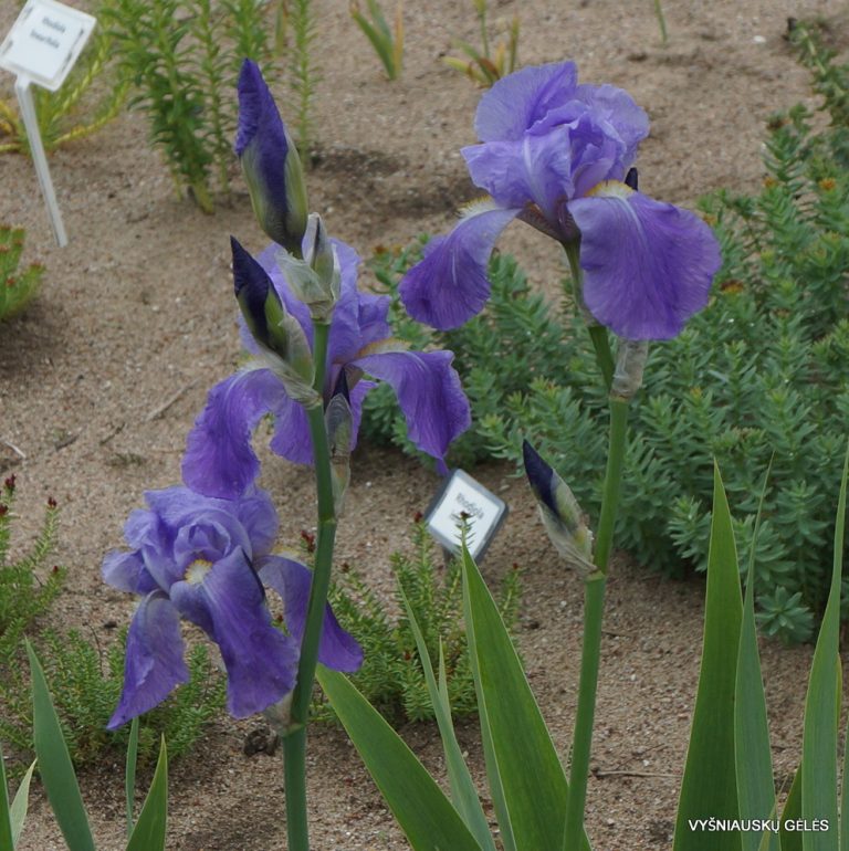 Iris pallida (3)