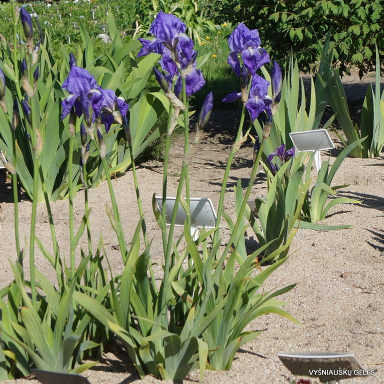 Iris pallida subsp. illyrica (3)