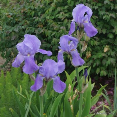 Iris pallida var. dalmatica (2)