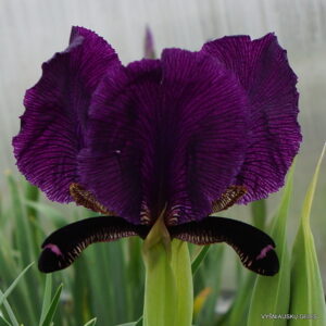 Iris paradoxa f.atrata (clone 1)