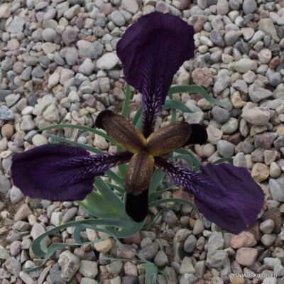 Iris paradoxa f.atrata (clone 2) (2)