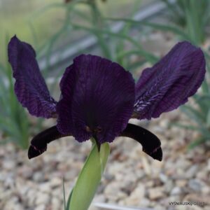 Iris paradoxa f.atrata (clone 2)