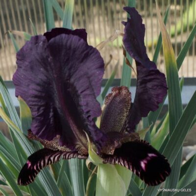 Iris paradoxa f.atrata (clone 3) (2)