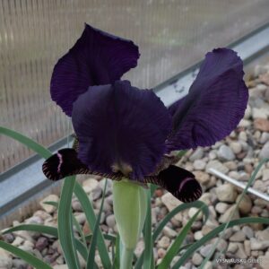 Iris paradoxa f.atrata (clone 3)