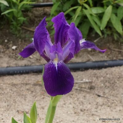 Iris perrieri (2)