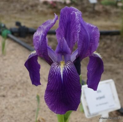 Iris perrieri