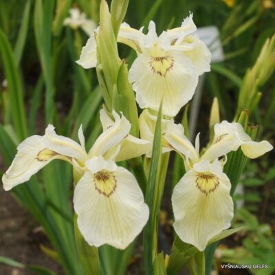 Iris pseudacorus 'Krill' (2)