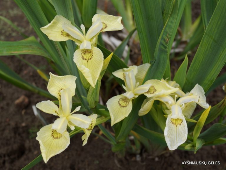 Iris pseudacorus 'Krill' (3)