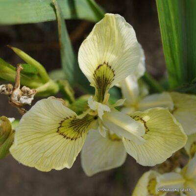 Iris pseudacorus 'Krill'