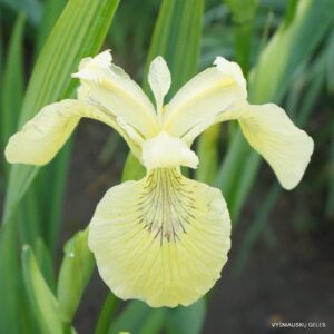 Iris pseudacorus ‘Sulphur Queen’