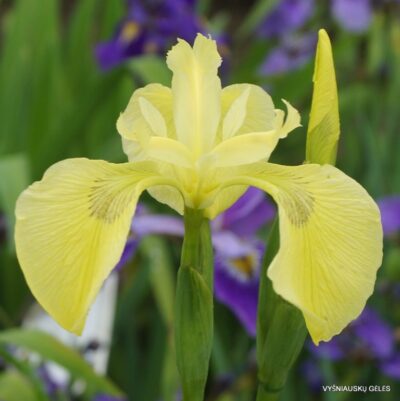 Iris pseudacorus ‘Turnipseed’ (2)