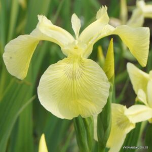 Iris pseudacorus ‘Turnipseed’