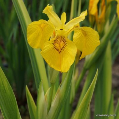 Iris pseudacorus ‘Variegata’ (2)