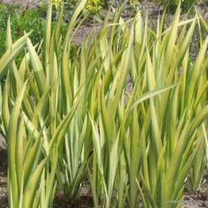 Iris pseudacorus ‘Variegata’ (3)