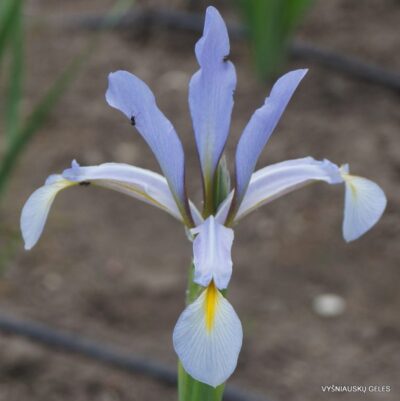 Iris pseudonotha (2)