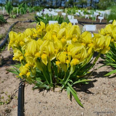 Iris reichenbachii (clone 1)