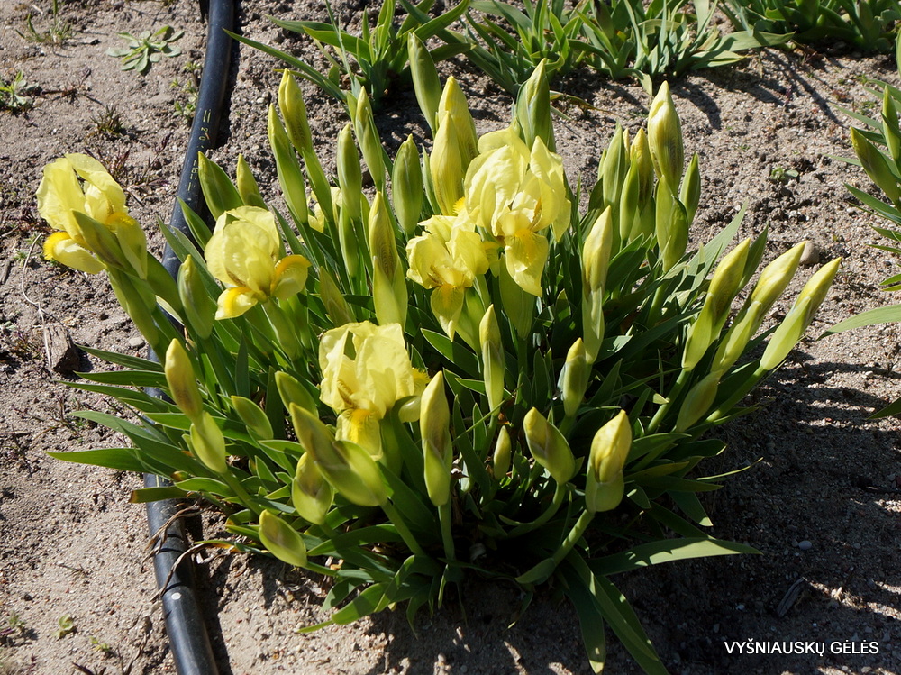 Iris reichenbachii (clone 1) (2)
