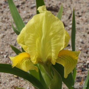 Iris reichenbachii (clone 1)