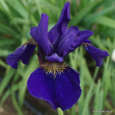 Iris sanguinea ‘Kamayama’ (2)