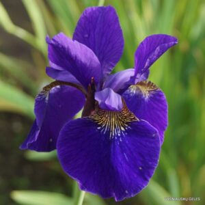 Iris sanguinea ‘Kamayama’