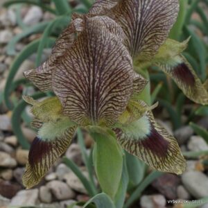 Iris sari subsp. manissadjianii