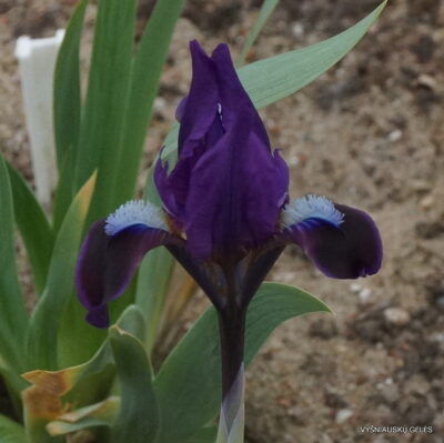 Iris scariosa (2)