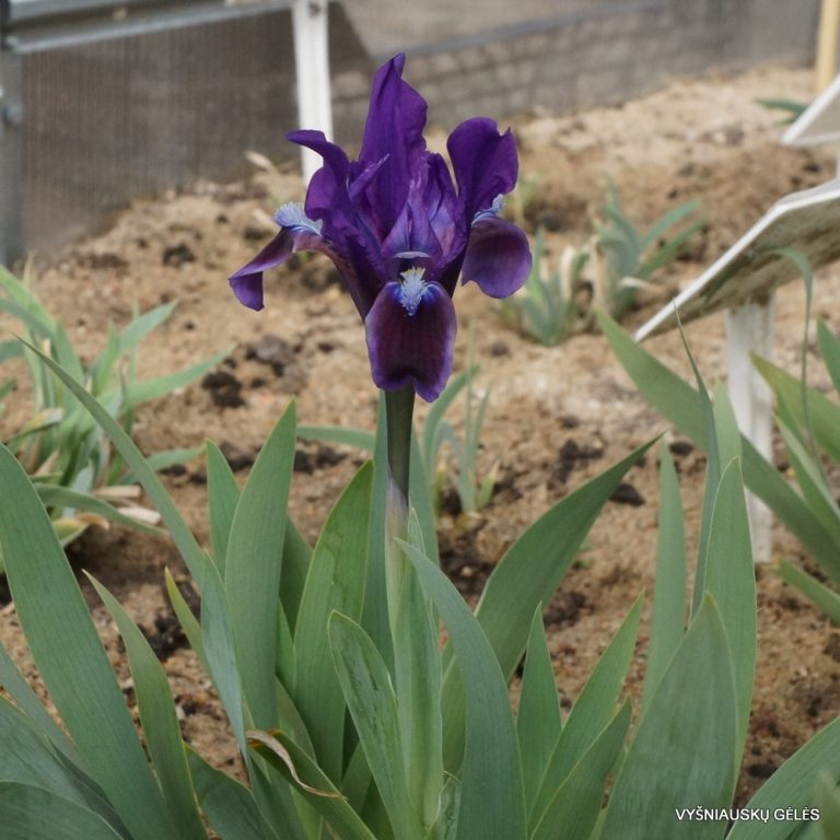 Iris scariosa (3)