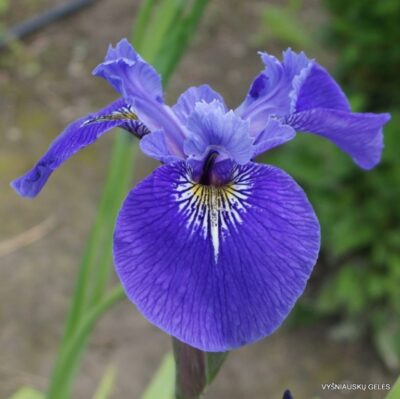 Iris setosa × Iris virginica ‘North To South‘ (2)