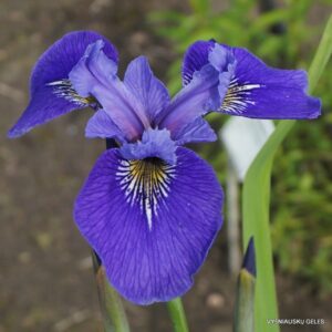Iris setosa × Iris virginica ‘North To South‘