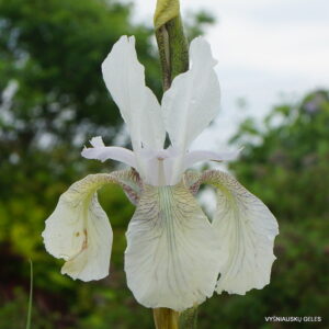 Iris sibirica f.alba