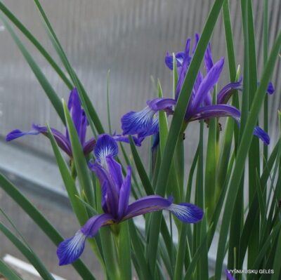 Iris sintenisii (2)