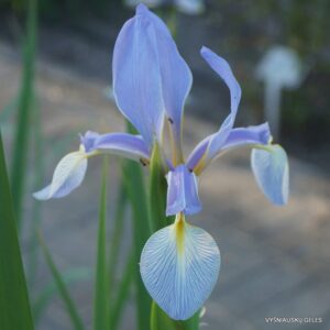 Iris spuria subsp. musulmanica (clone 2)