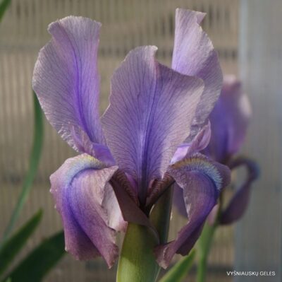Iris stolonifera ‘Brown Standard (2)