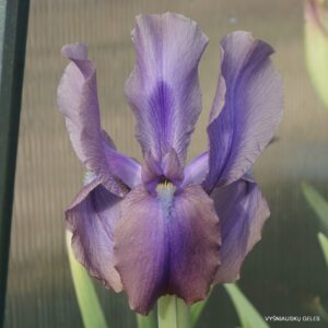 Iris stolonifera ‘Brown Standard