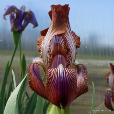 Iris stolonifera ‘Network‘ (2)