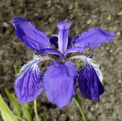 Iris tectorum
