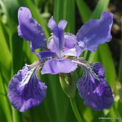 Iris tectorum (clone 1) (2)