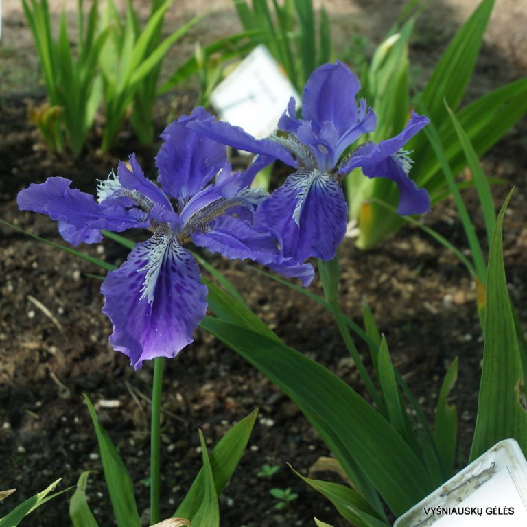 Iris tectorum (clone 1) (3)