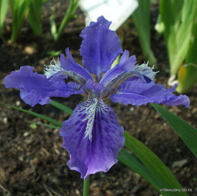 Iris tectorum (clone 1)