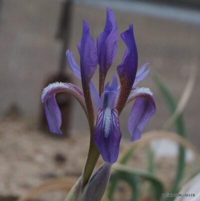 Iris timofejewii (clone 1) (2)