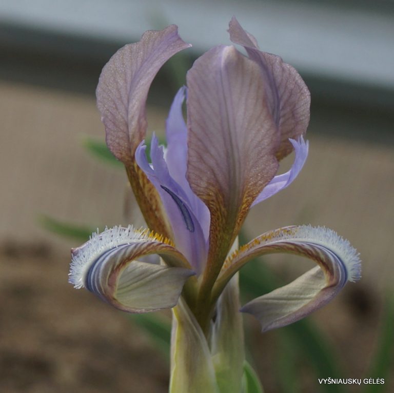 Iris timofejewii (clone 2) (3)