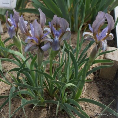 Iris timofejewii (clone 2)