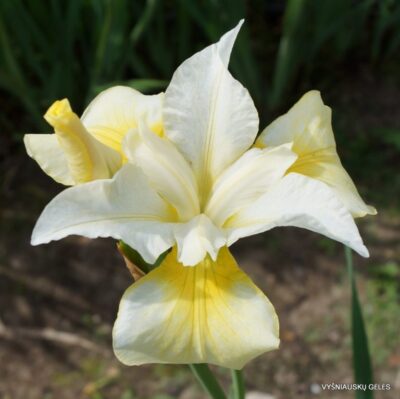 Iris typhifolia ‘What’s On Second’ (2)
