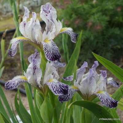Iris variegata var. reginae (2)