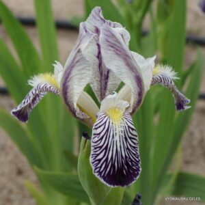 Iris variegata var. reginae