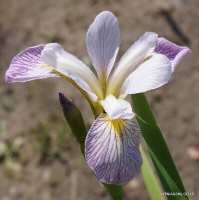 Iris versicolor 'Candystriper' (2)